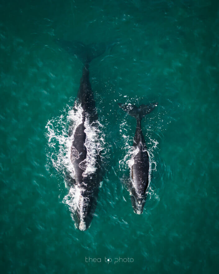 Whales in Hermanus